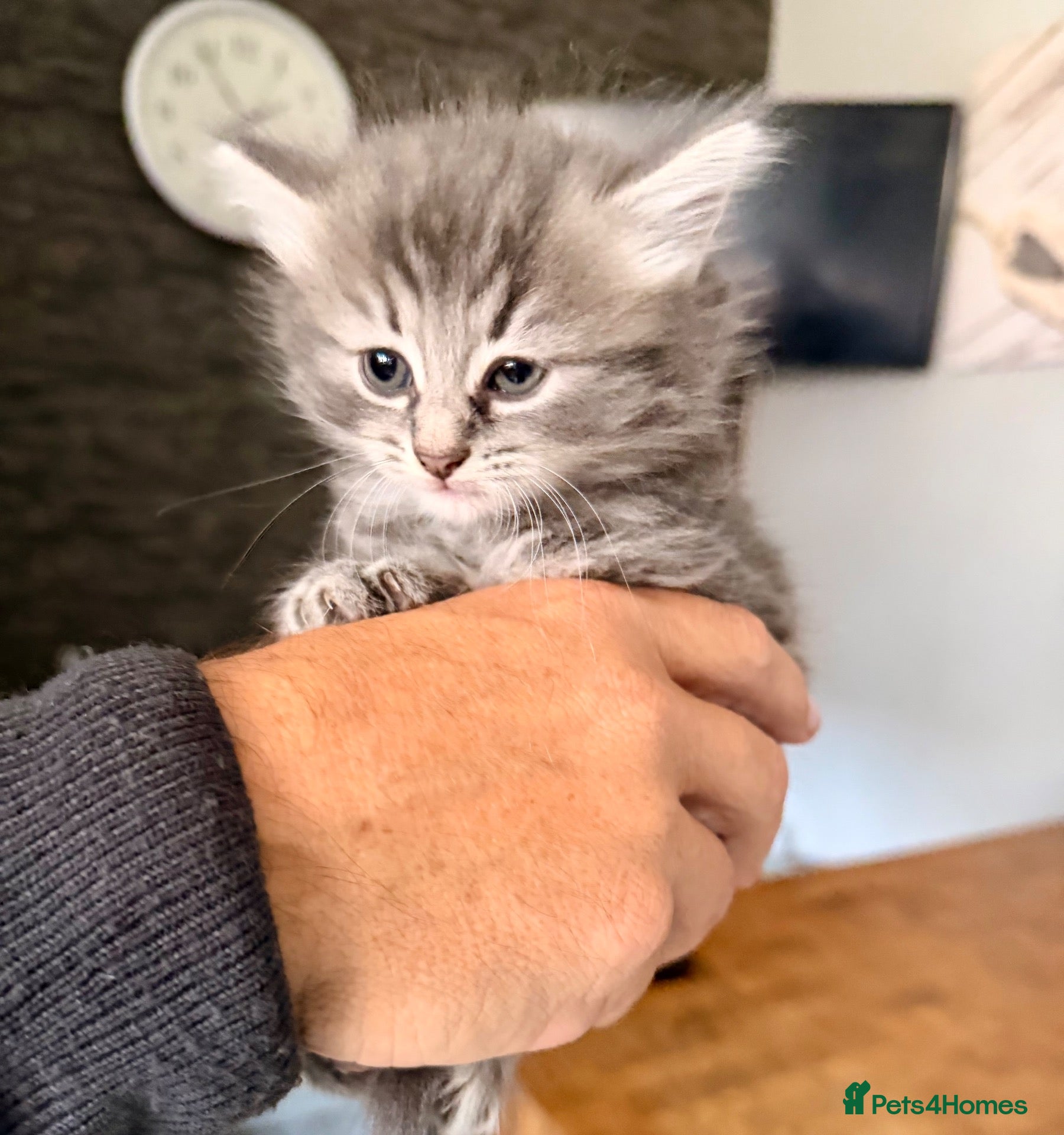Mixed Breed cats Ragdoll cross female  - Advert 1