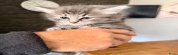 Mixed Breed cats for sale: Ragdoll cross female  - Advert 1