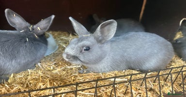 Netherland Dwarf rabbits - Advert 6