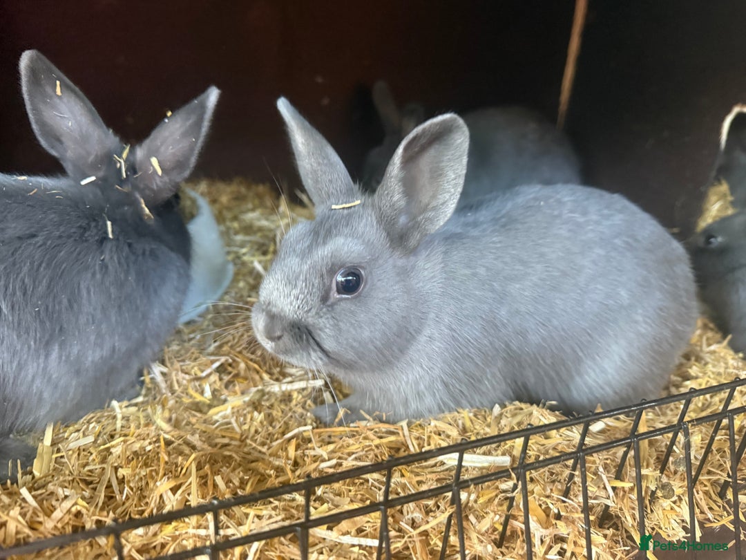 Netherland Dwarf rabbits for sale: Netherland Dwarf babies looking for new homes - Image 2
