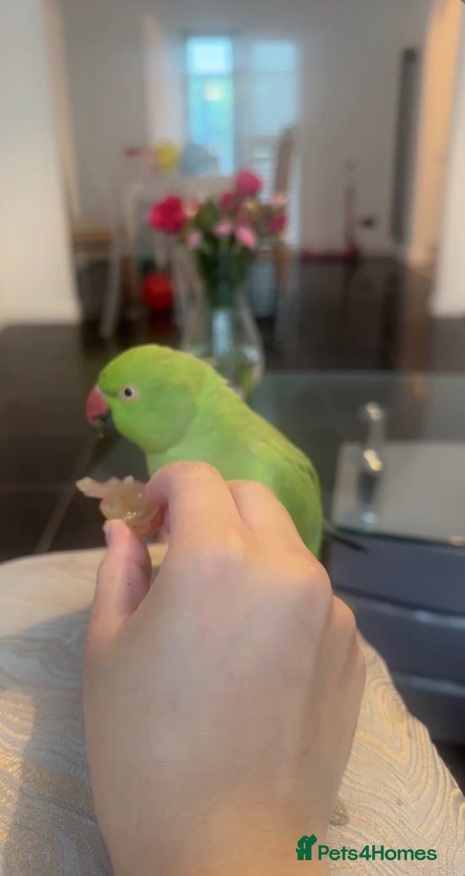 Ringnecks birds Female Indian Ringneck parrot💚 - Advert 2