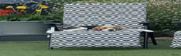 Beagle dogs for sale: Beautiful beagle girl  - Advert 1