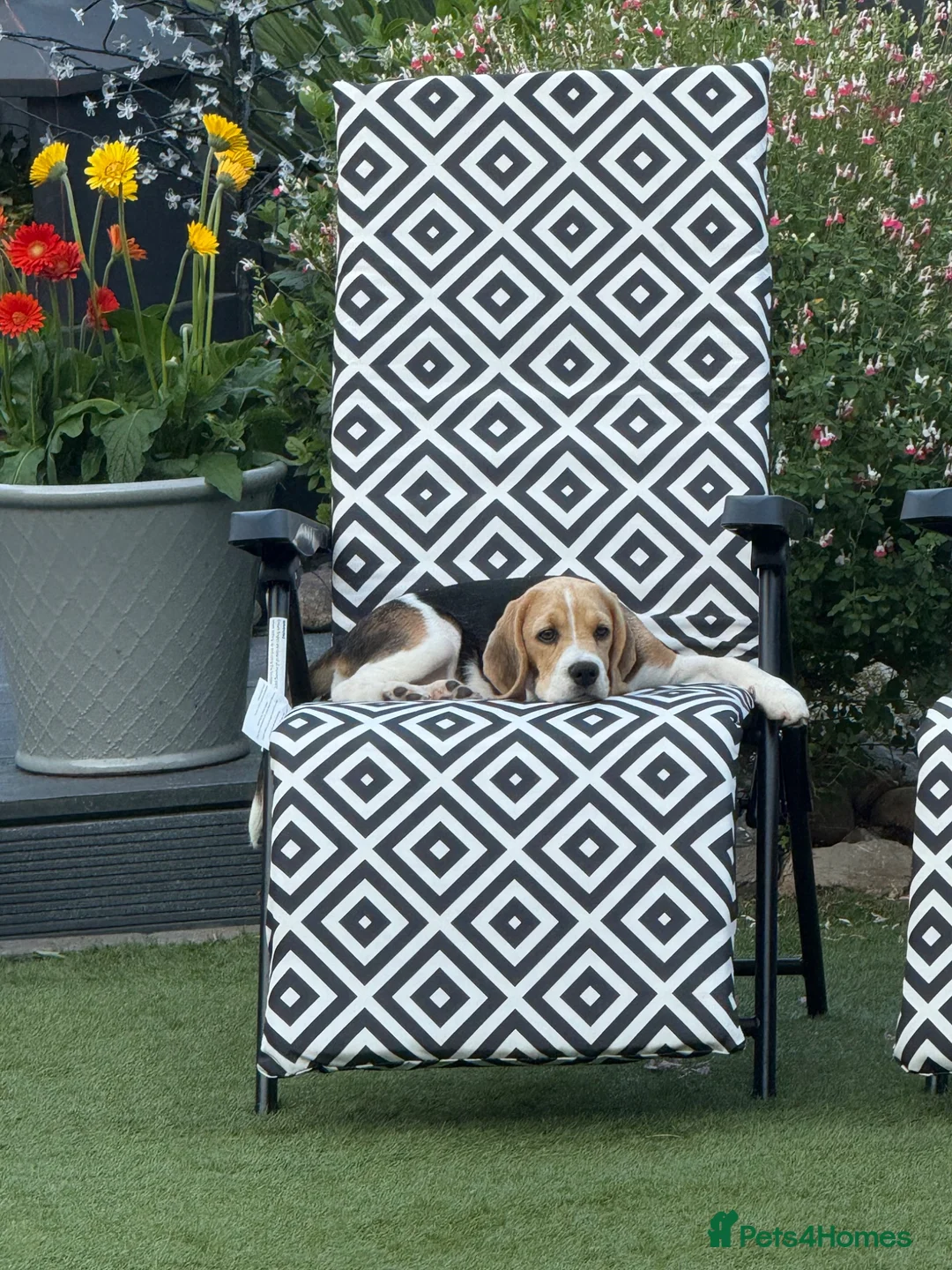Beagle dogs for sale: Beautiful beagle girl  - Advert 1