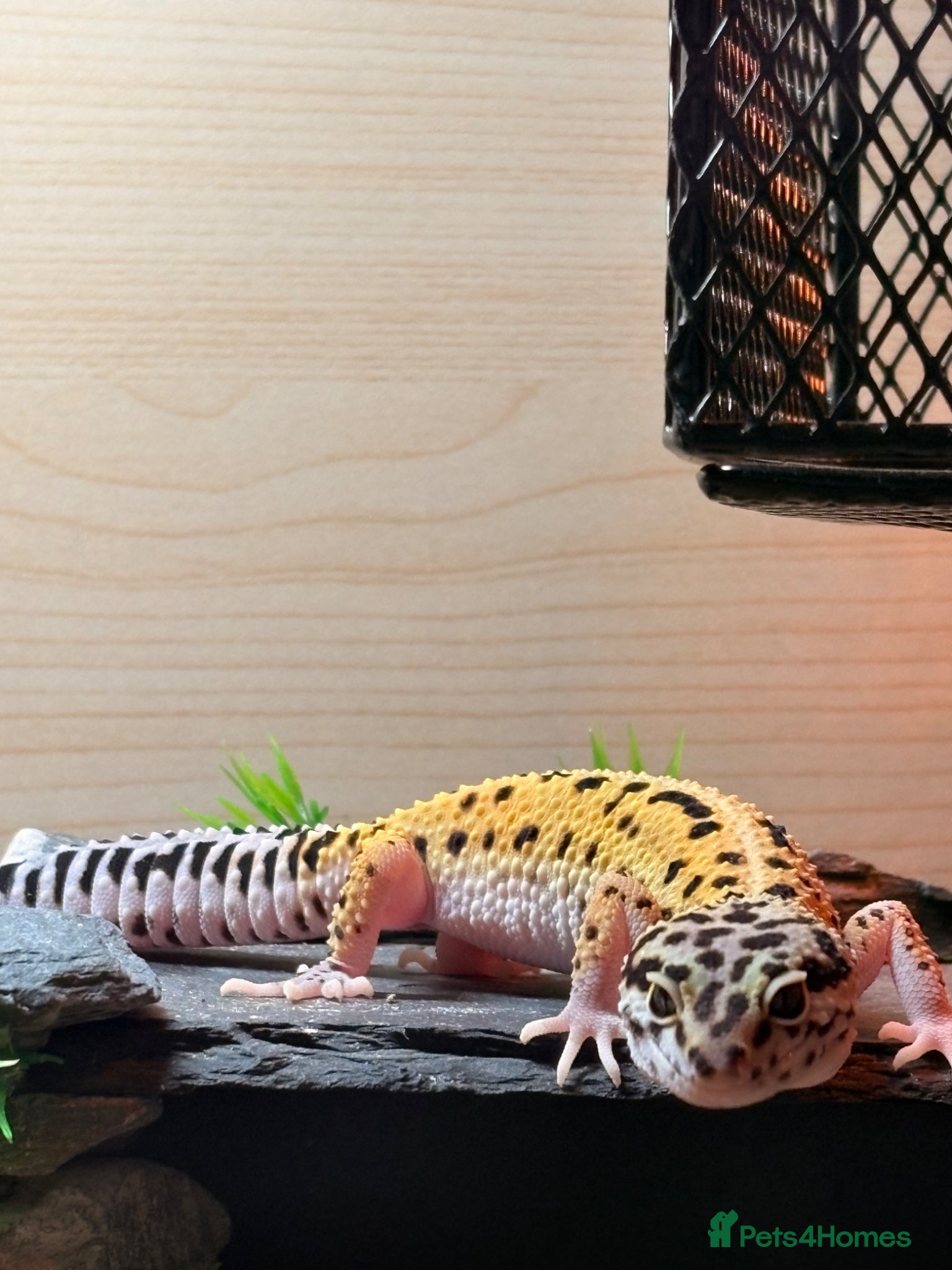 Gecko reptiles Leopard gecko for sale  - Advert 1