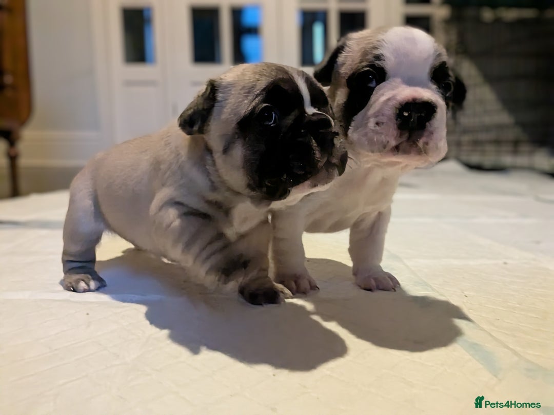 French Bulldog dogs for sale: REDUCED Adorable French Bulldog Puppies  - Image 26