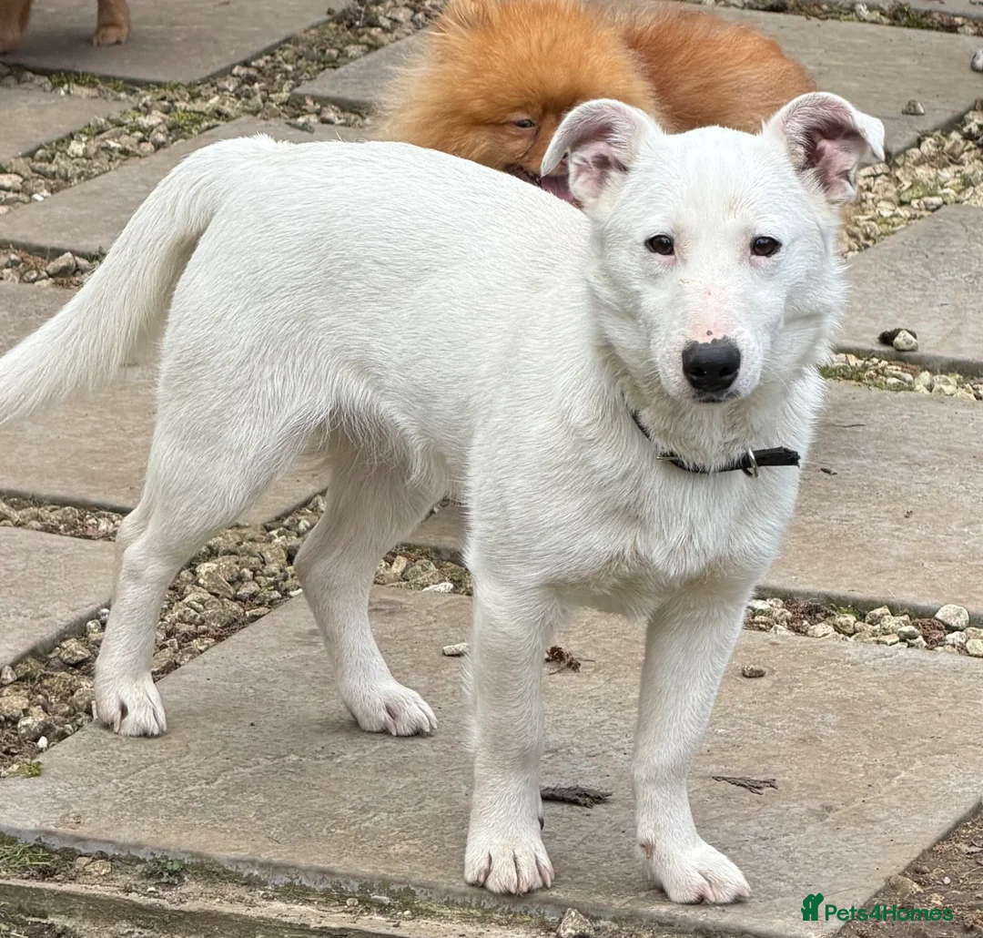 German Pinscher dogs for adoption: 🐾 SNOWY – Male German Pinscher in West Malling - Advert 1
