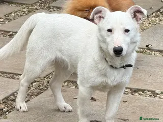 German Pinscher dogs 🐾 SNOWY – Male German Pinscher - Advert 3