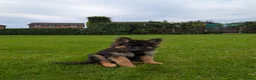 German Shepherd dogs for sale: German Shepherd, 11 Months – Loving Home Needed - Advert 9