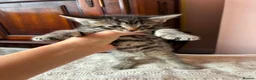 Bengal cats for sale: Beautiful Bengal kittens for sale in Chesterfield - Advert 17
