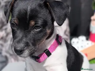 Jack Russell dogs 3 beautiful Jack Russell girls - Advert 9