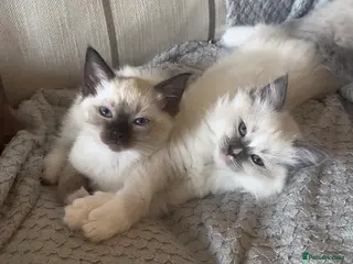Siamese cats READY NOW HEALTH TESTED SIAMESE GIRLS - Advert 1