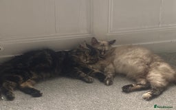 Ragdoll cats for sale: Ragdolls  - Image 19