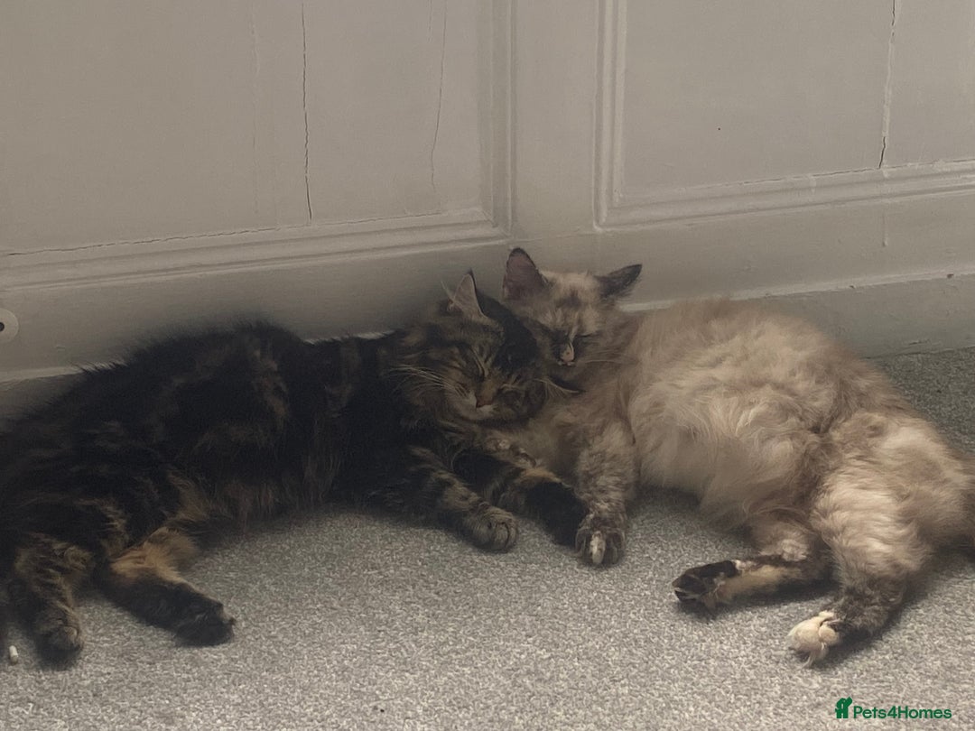 Ragdoll cats for sale: Ragdolls  - Image 19