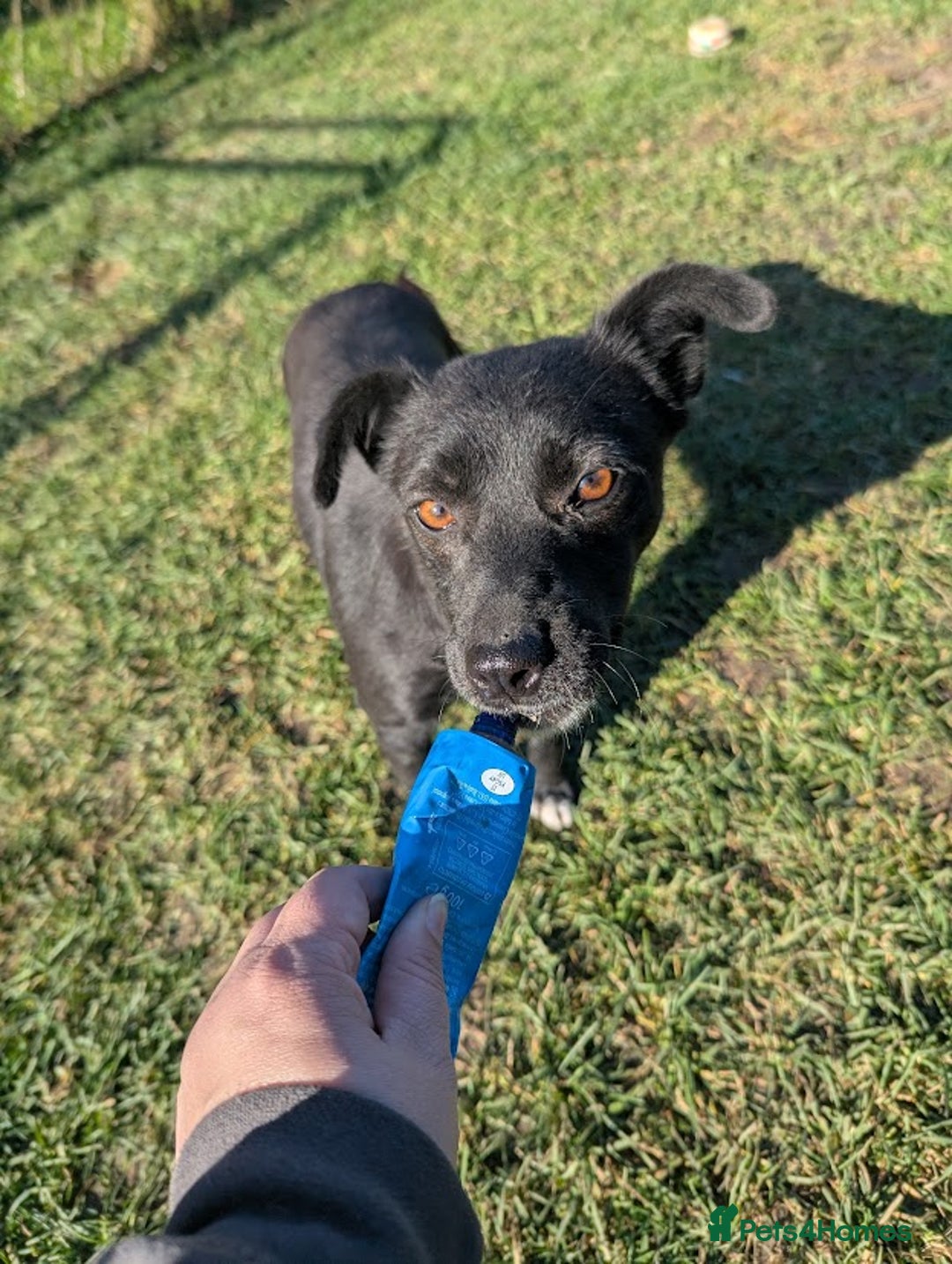 Mixed Breed dogs for adoption: Spirit for adoption - Image 2