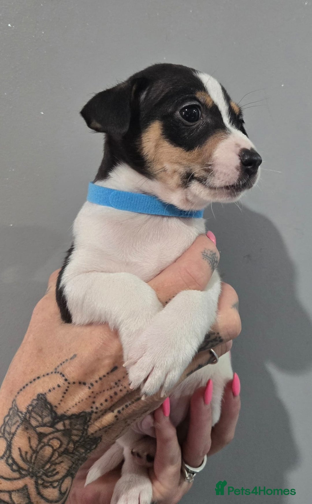 Jack Russell dogs for sale: Jack Russel puppys  - Advert 9