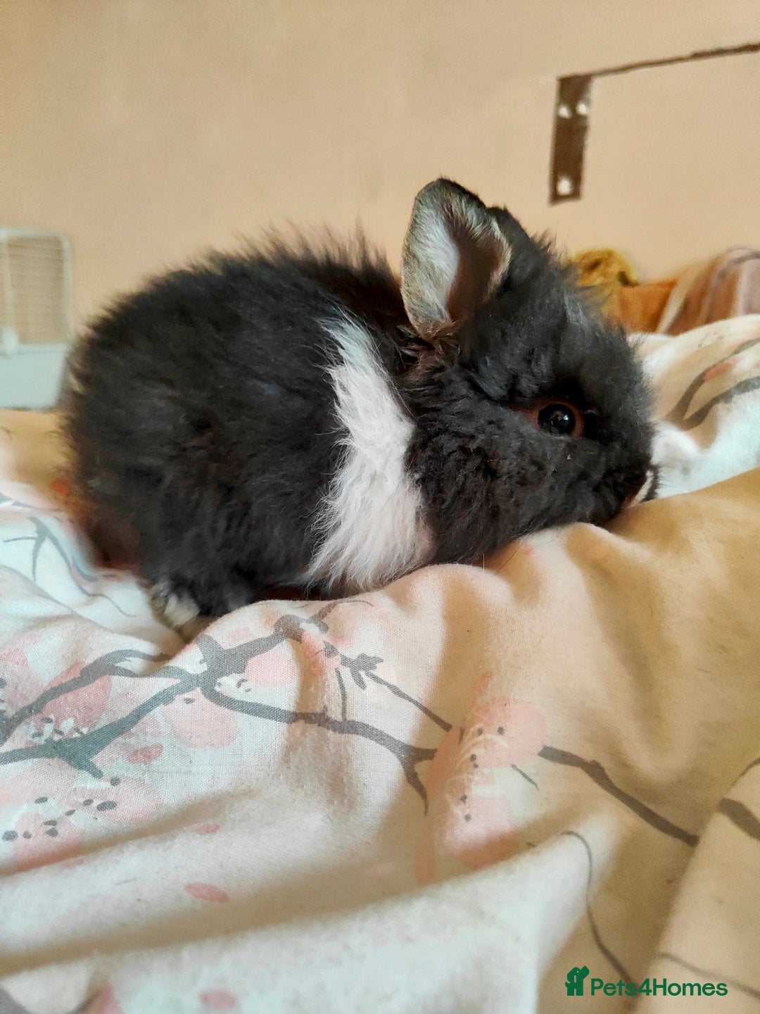 Mixed Breed rabbits for sale: 2x lionhead 1x rex rabbit  - Advert 2
