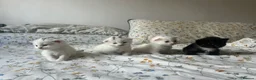 Mixed Breed cats for sale: 3 gorgeous Kittens for sale  - Advert 19