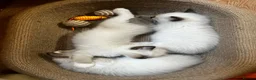 Ragdoll cats for sale: 5 😻 beautiful pure ragdoll Kittens  - Advert 9