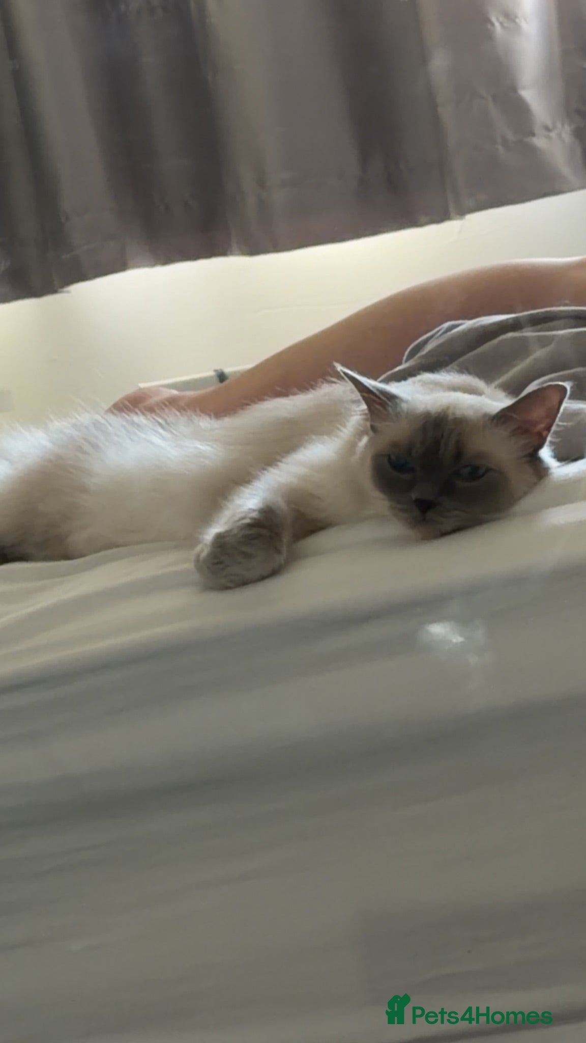 Ragdoll cats Dual registered active female - Advert 2