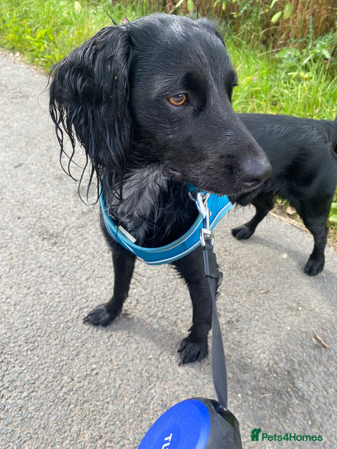 Cocker Spaniel dogs for sale: Pablo - Advert 1