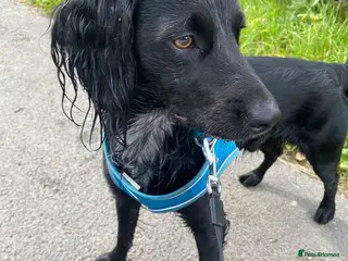 Cocker Spaniel dogs Pablo - Advert 1