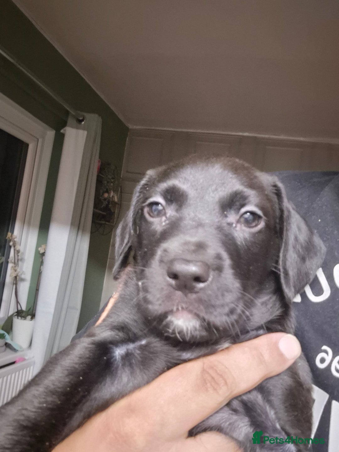 Mixed Breed dogs for sale: Beautiful litter of pups - Image 15