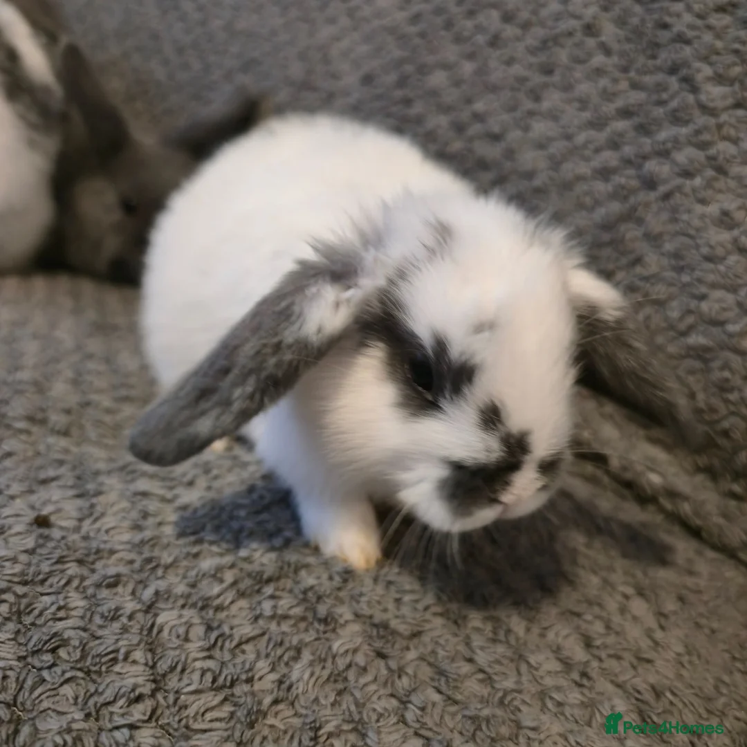 Mini Lop rabbits for sale: Mini Loop bunnies 7weeks old - Advert 9