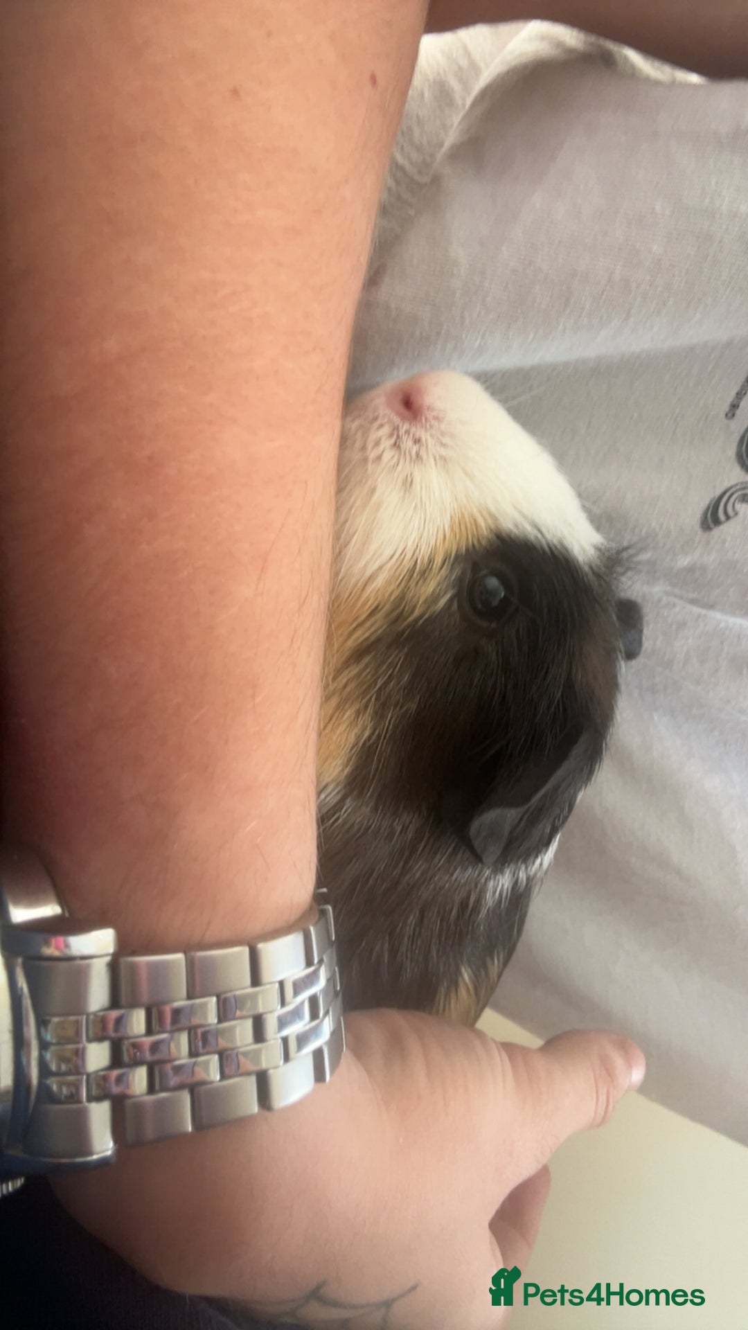 Guinea Pig rodents for sale: Male Guinea Pig needs a new home - Image 2