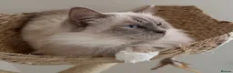 Ragdoll cats for sale: Beautiful 4yr old Blue Sealpoint Ragdoll - Advert 8