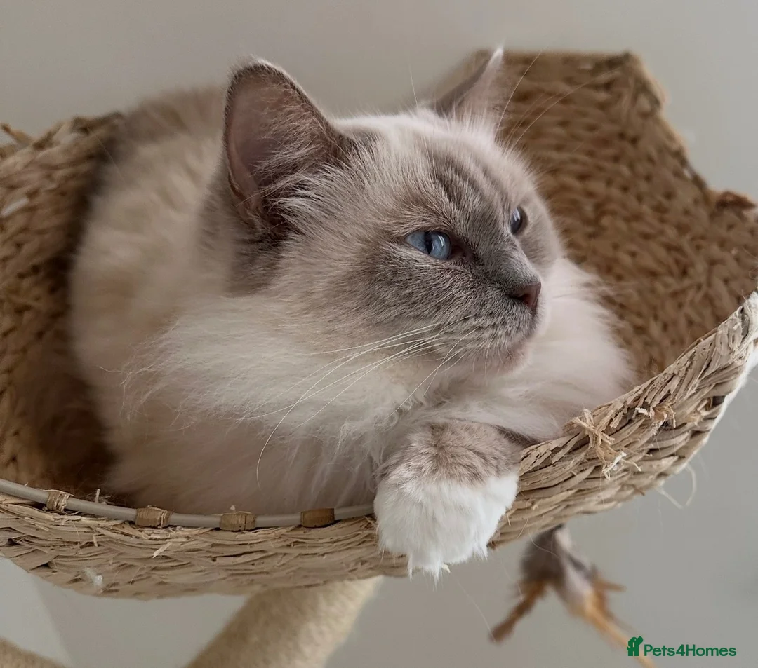 Ragdoll cats for sale: Beautiful 4yr old Blue Sealpoint Ragdoll - Advert 8