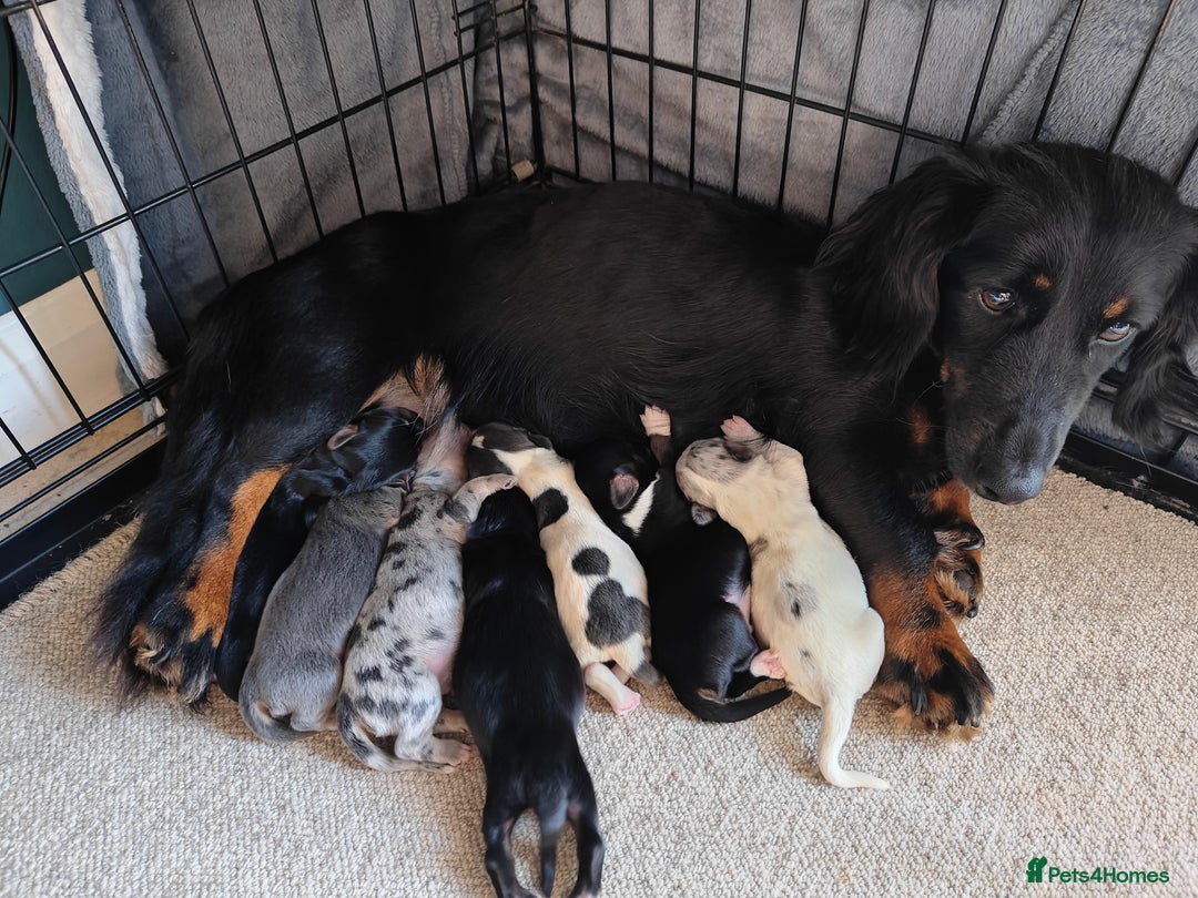 Mixed Breed dogs for sale: Jackweenie puppies - Image 21