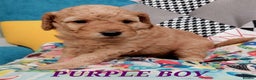 Cockapoo dogs for sale: Home bred, well socialised, trained,F1b cockapoos  - Advert 8