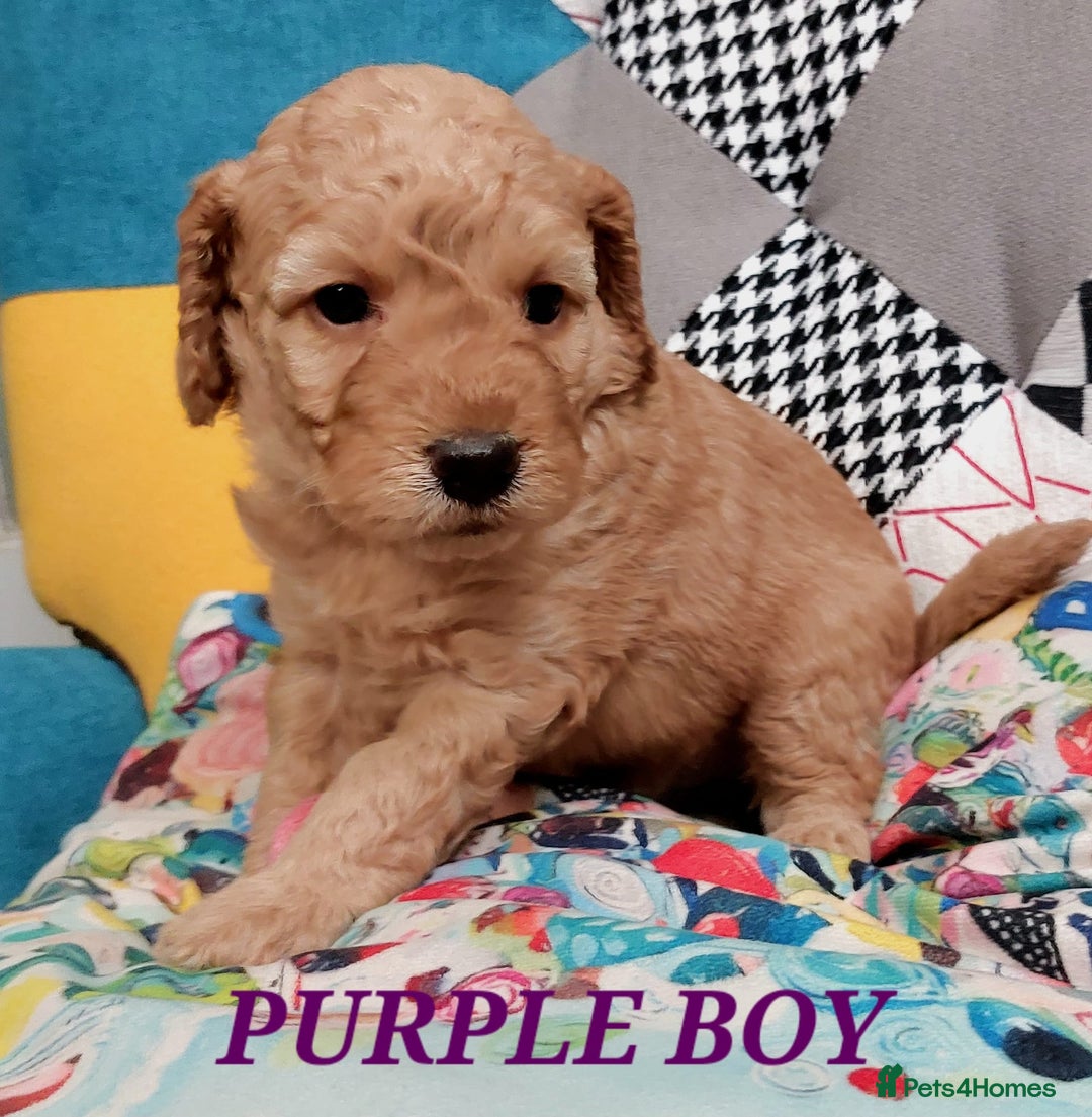 Cockapoo dogs for sale: Home bred, well socialised, trained,F1b cockapoos  - Advert 8