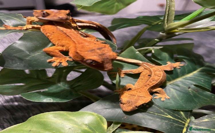 Gecko reptiles - Advert 2