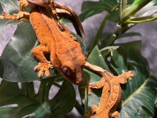 Gecko reptiles - Advert 15