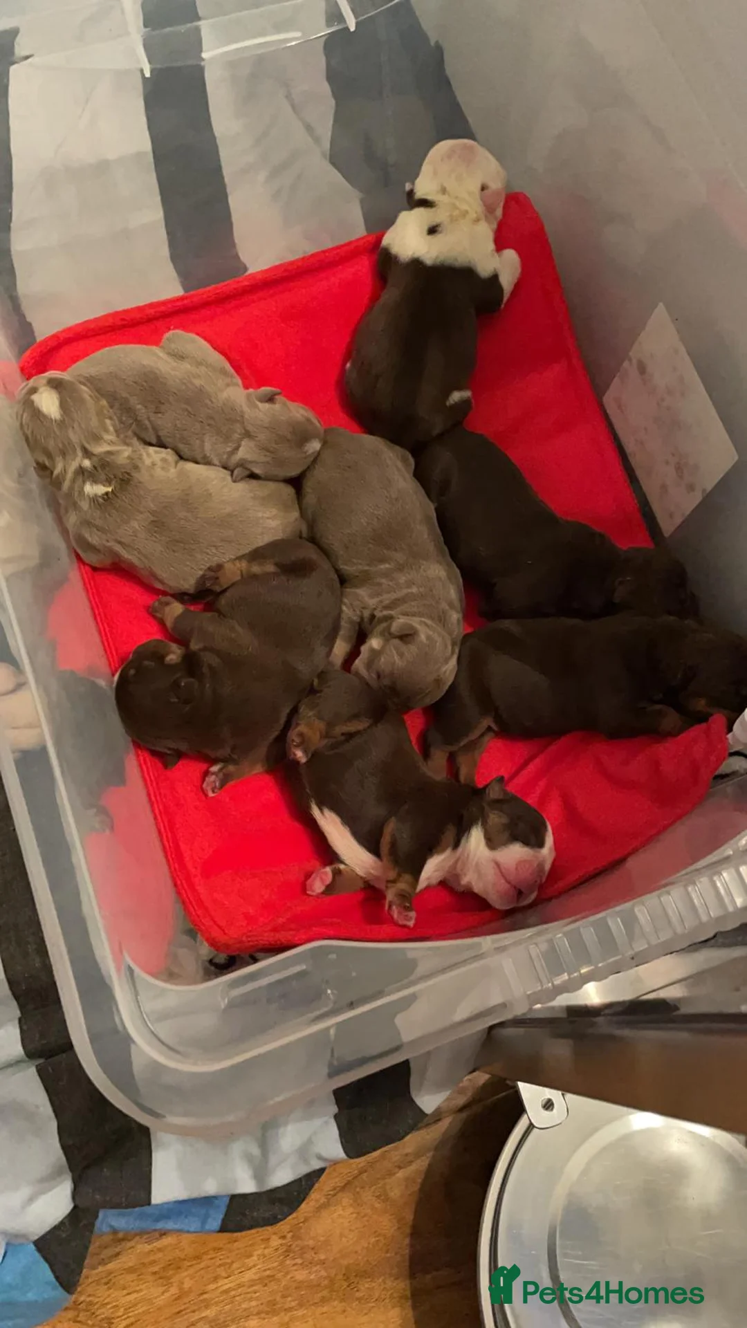 English Bulldog dogs for stud: *ROGUEROYALES Stud Valentino* Health Tested Clear in Wolverhampton - Advert 13