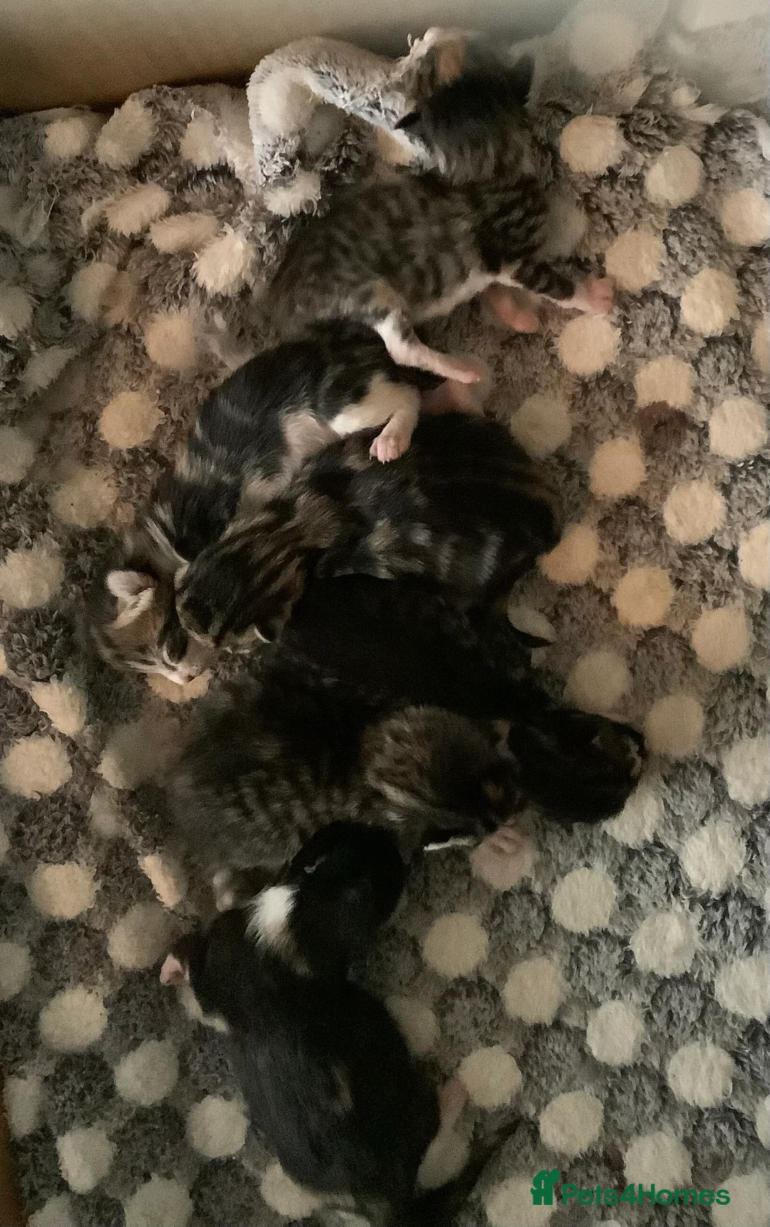 Maine Coon cats for sale: Mainecoon Cross  - Advert 6