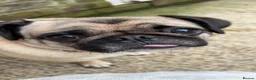 Pug dogs for sale: Tilly  - Advert 11