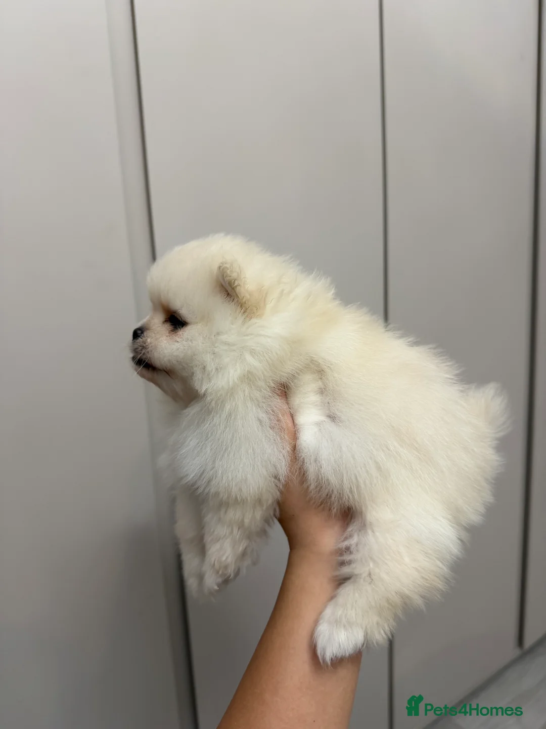 Pomeranian dogs for sale: Teddy Bear Pomeranians  - Advert 4