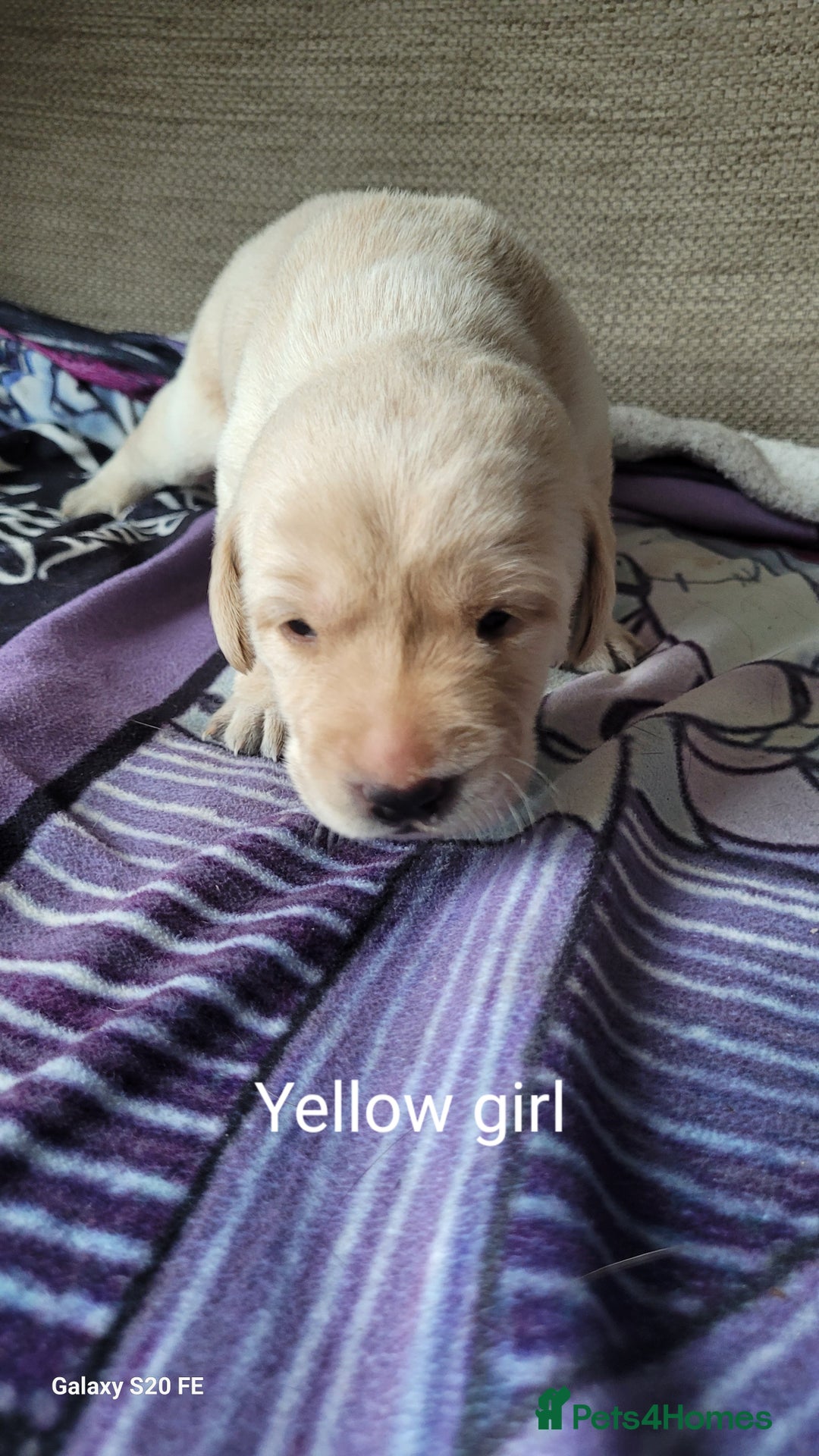 Labrador Retriever dogs for sale: 6 beautiful Labrador (all reserved)  - Advert 5