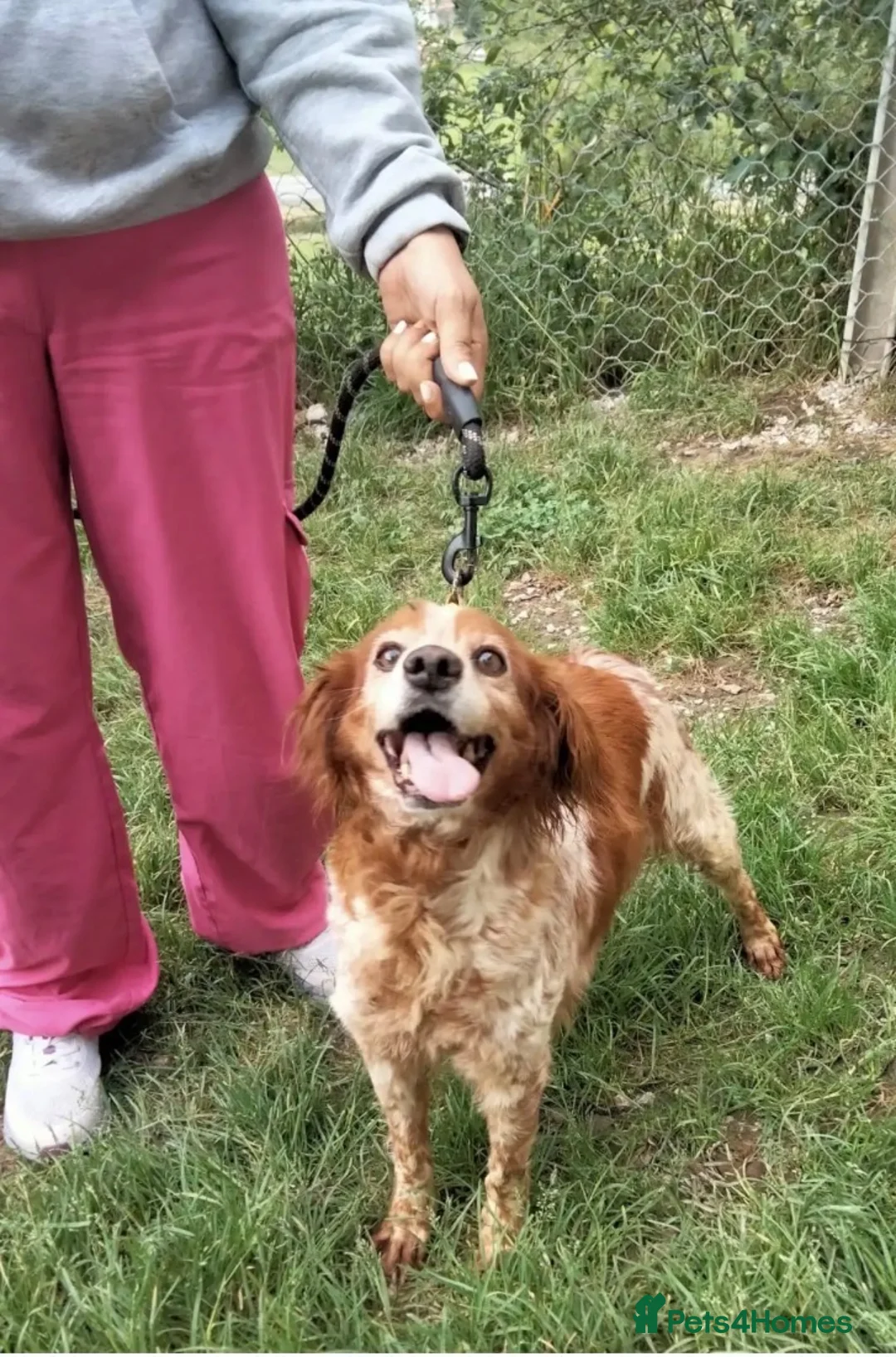 Brittany Spaniel dogs for adoption: Quila - 11 year old Brittany  - Advert 2