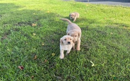 Labrador Retriever dogs for sale: Labrador puppies - Image 10