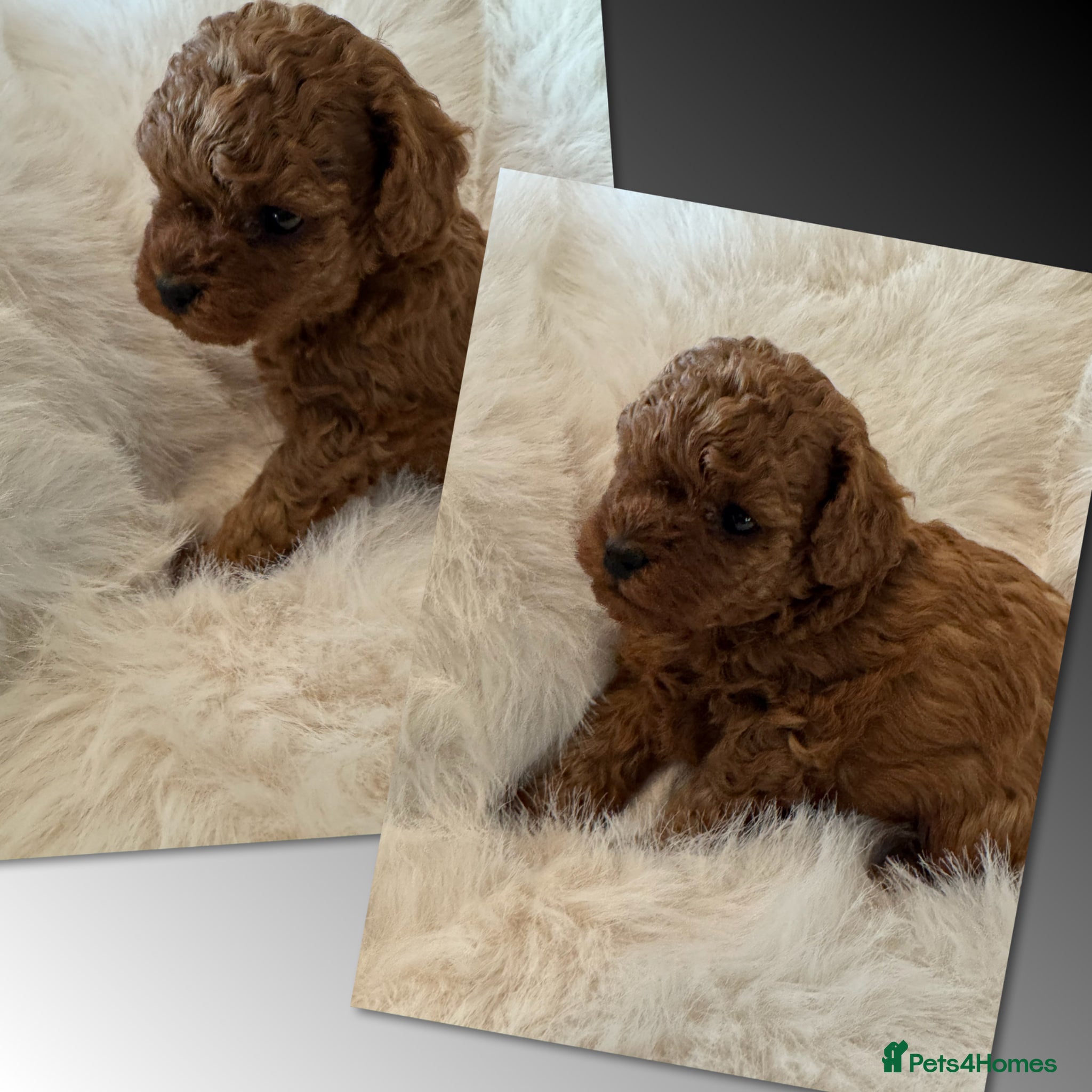 Toy Poodle dogs for sale: Asian Poodle Puppies WAITING LIST OPEN - Advert 34