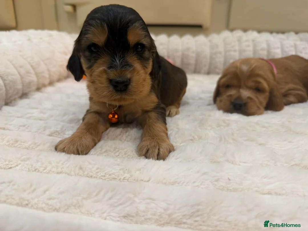 Cocker Spaniel dogs for sale: ⭐️ Show Type Cocker Spaniel Puppies ⭐️ - Advert 6