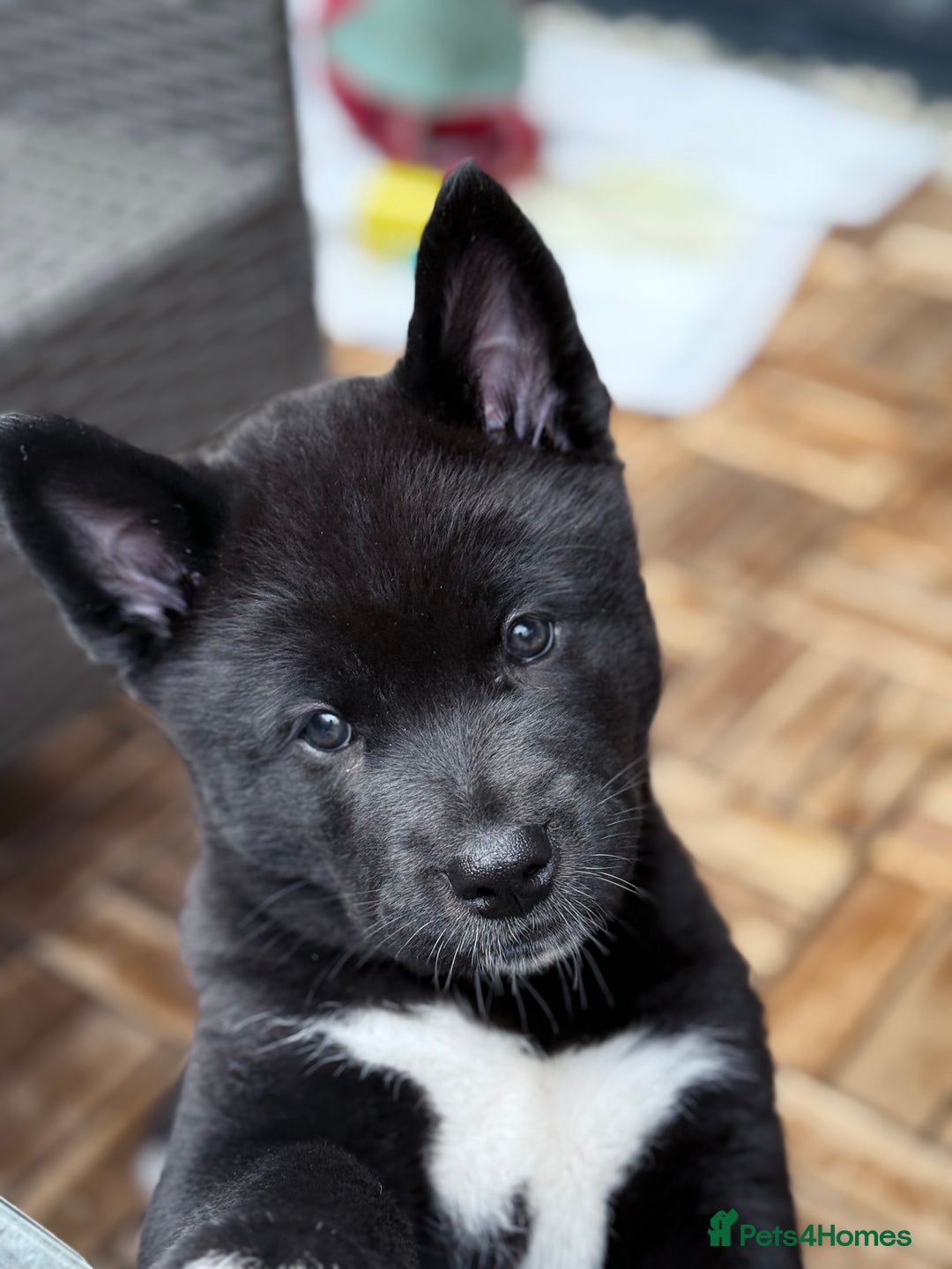 Akita dogs for sale: American Akita puppies - Advert 19