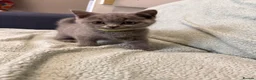 British Shorthair cats for sale: Chunky British Shorthair Kittens - Advert 9