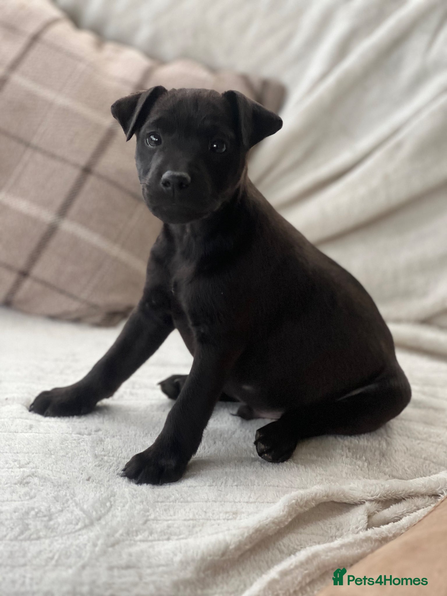Mixed Breed dogs Litter of Patterdale x Lakeland terrier - Advert 8