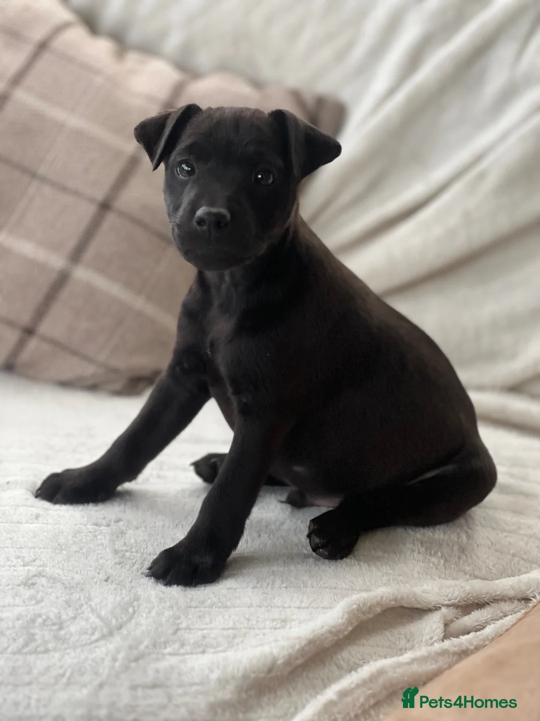 Mixed Breed dogs for sale: Patterdale x Lakeland terrier 1 girl left - Advert 1
