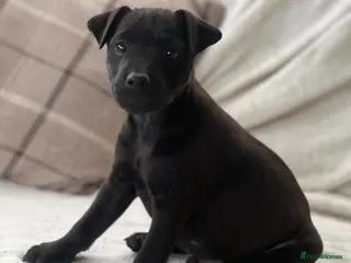 Mixed Breed dogs Litter of Patterdale x Lakeland terrier - Advert 8