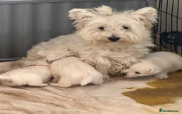 West Highland Terrier dogs for sale: KC West Highland Terrier - Image 13